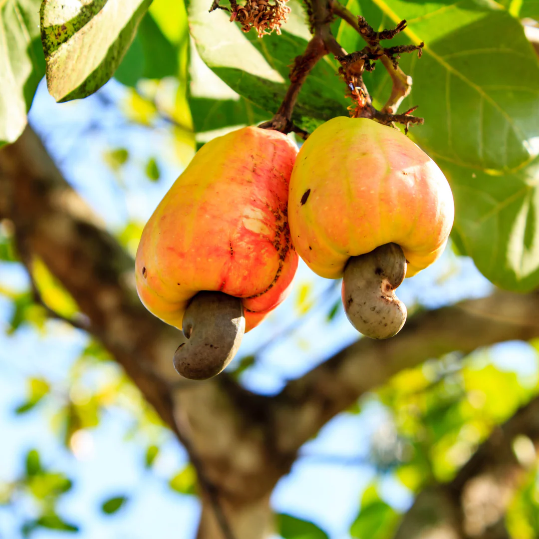 Cashew